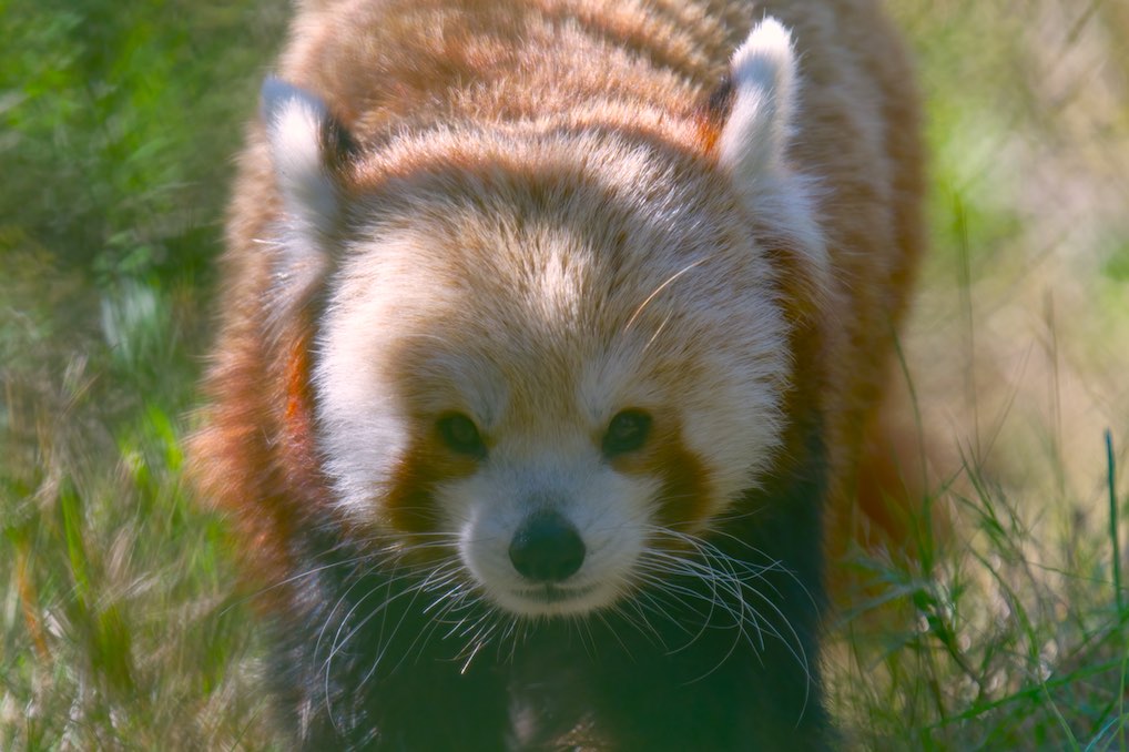 Red Panda 1006